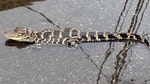 Environmental officials are searching for the fifth alligator sighted in a Long Island river.